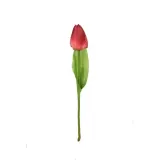 tulipan-galazka-czerwona