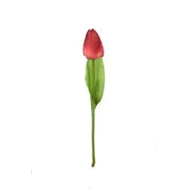 tulipan-galazka-czerwona