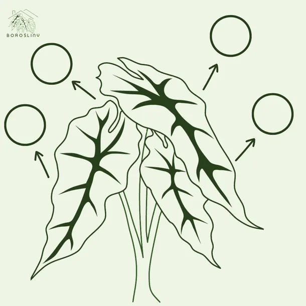anthurium-pterodactyl-variegata-preorder-cykl-rozwojowy-rosliny-wieloletnia