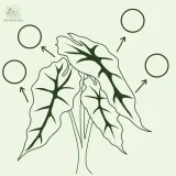 anthurium-pterodactyl-variegata-preorder-cykl-rozwojowy-rosliny-wieloletnia
