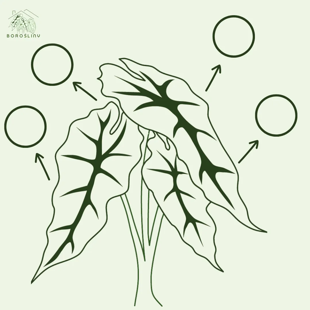 anthurium-pterodactyl-variegata-preorder-rodzaj-rosliny-rosliny-kwitnace