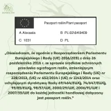 anthurium-pterodactyl-variegata-preorder-odmiana-pterodactyl-variegata