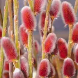 wierzba-smukloszyjkowa-mt-aso-w-doniczkach-p11-wysokosc-40-60-cm