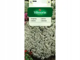smagliczka-nadmorska-biala-nasiona-vilmorin-dla-owadow-pozytecznych