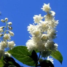 zylistek-szorstki-bialy-pelny-deutzia-w-doniczkach-p11-40-60-cm