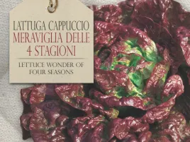 salata-meraviglia-delle-quattro-stagioni-bordowe-liscie