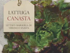 salata-maravilla-de-verano-rozowe-liscie-nasiona-bavicchi