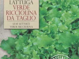 salata-verde-ricciolina-da-taglio-delikatnie-chrupiaca