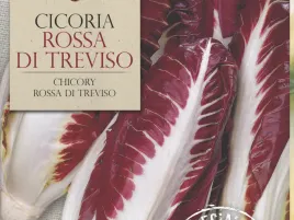 cykoria-rossa-di-treviso-niskokaloryczne-warzywo-nasiona