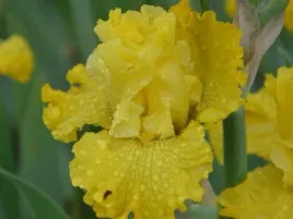 irys-kosaciec-canadian-brass-zolte-kwiaty-kosaciec