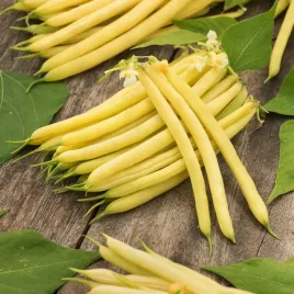 fasola-zwykla-karlowa-erla-wczesna-dlugosc-straka-ok-12-cm-nasiona