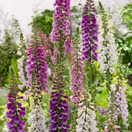 naparstnica-trwala-gloxiniaeflora-mix-dwuletnia-miododajna-nasiona-kwiatow