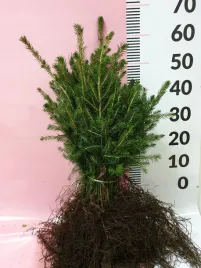 swierk-pospolity-sadzonki-25-50-cm-szkolkowany-piekny-duze-super-korzenie