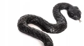 waz-zmija-grzechotnik-gumowy-miekki-rozciagliwy