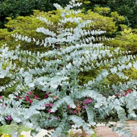 eukaliptus-popielaty-nasiona-zimozielone-drzewo-o-srebrzystych-lisciach