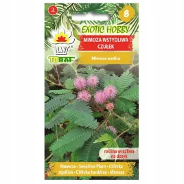 mimoza-wstydliwa-czulek-nasiona-wiecznie-zielona-roslina