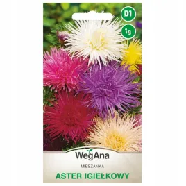 aster-igielkowy-mieszanka-nasiona-duze-kuliste-ozdobne-kwiatostany-wegana