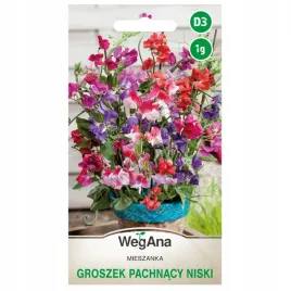 groszek-pachnacy-niski-cupid-mieszanka-nasiona-wegana