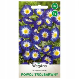 powoj-trojbarwny-ciemnoniebieski-nasiona-kwiatow-wegana