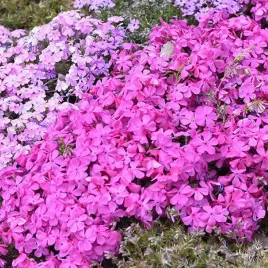 zagwin-ogrodowy-nasiona-kwiaty-przyciagaja-motyle-dekoracyjne-kwiaty