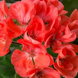 pelargonia-rabatowa-czerwona-nasiona-pelargonii-torseed