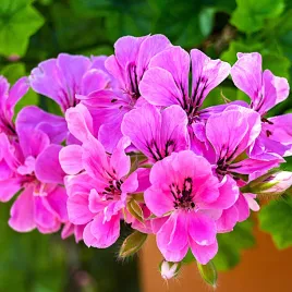 pelargonia-rabatowa-fioletowa-nasiona-pelargonii-torseed