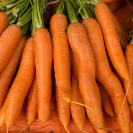 marchew-karotina-swieze-nasiona-marchwi-premium-latwa-uprawa