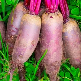 burak-czerwony-cwiklowy-cylindra-podluzny-slodki-10g-nasiona