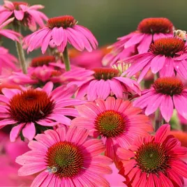 rudbekia-purpurowa-1g-nasiona-kwiatow-polan