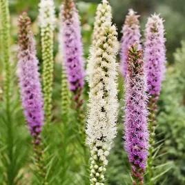 latria-klosowa-mieszanka-nasiona-kwiatow-05g-polan