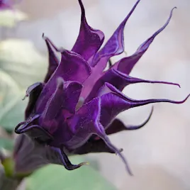 bielun-surmikwiat-ballerina-nasiona-5-szt-vilmorin