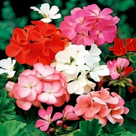 pelargonia-rabatowa-mix-25-szt-kolory-biala-czerwona-rozowa-nasiona-toraf