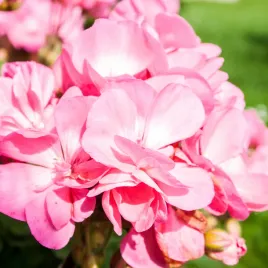 pelargonia-rabatowa-rozowa-f2-nasiona-pelargonii-torseed-kwiaty-balkonowe