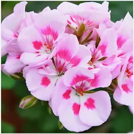 pelargonia-rabatowa-rozowa-f2-nasiona-toraf-kwiaty-balkonowe-ogrodowe