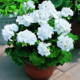 pelargonia-rabatowa-biala-nasiona-balkon-taras-rabaty-ogrodowe-toraf