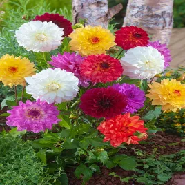 dalia-dekoracyjna-mix-1-szt-dalie-sadzonki-dalii-sadzonka-duze-bulwy