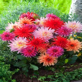 dalia-kaktusowa-mix-1-szt-dalie-sadzonki-dalii-sadzonka-duze-bulwy