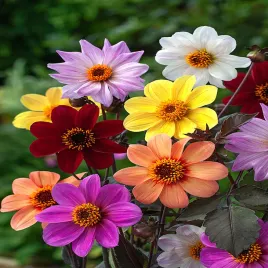 dalia-bee-friendly-1-szt-dalie-sadzonki-dalii-sadzonka-duze-bulwy