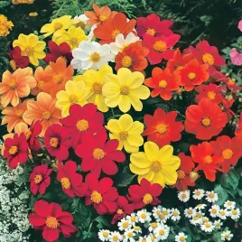 dalia-karlowa-collarette-zaad-1szt-dalie-sadzonki-dalii-sadzonka-duze-bulwy