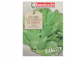cykoria-zuccherina-di-trieste-zdrowe-warzywo-nasiona