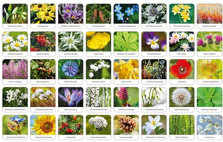 flora-polski-memory-czas-rozgrywki-do-30-minut