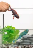 schleich-14858-kameloeon-stan-nowy