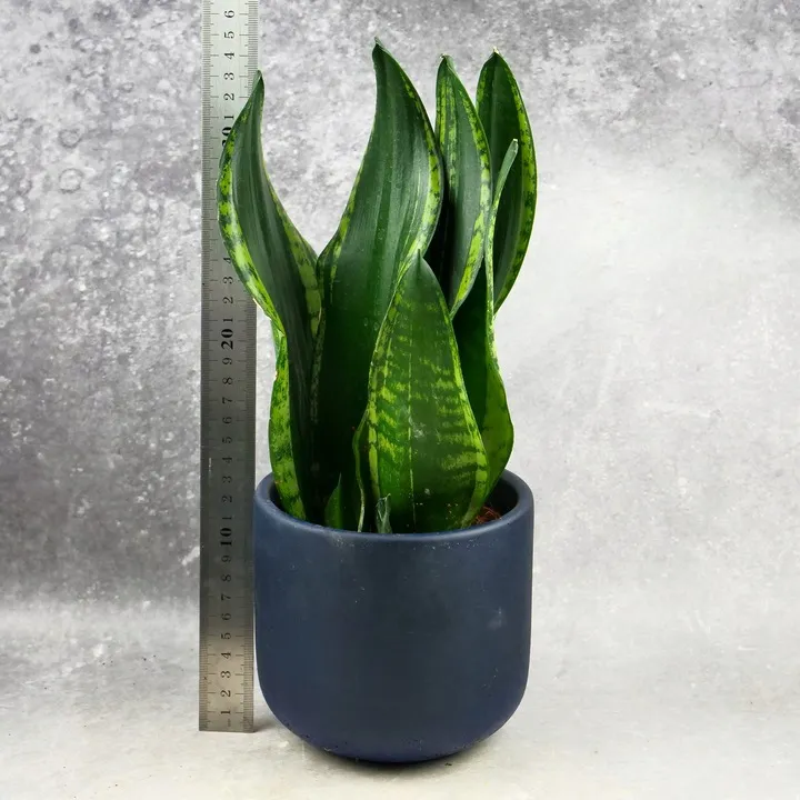 Sansevieria trifasciata GREY STRIPE UNIKATOWA przepikna  232041925 -  ERLI.pl