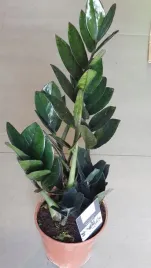 zamiokulkas-raven-zamia