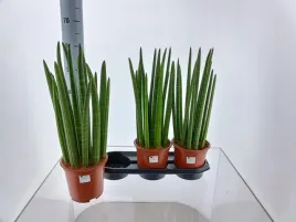 sansevieria-cylindrica-19o-70cm-mega-duza-dostojna-i-reprezentacyjna