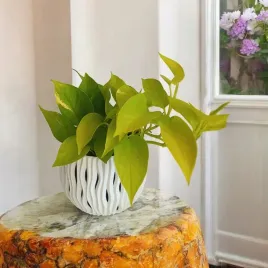 epipremnum-golden-pothos-neon-zolty-gold-zlocisty-scindaptus-epiprenium