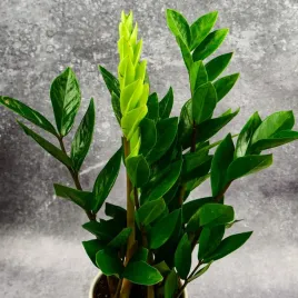 zamioculcas-zamiokulkas-zamiifolia-rosnie-wszedzie-w-zimowym-opakowaniu