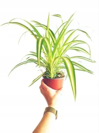 zielistek-chlorophytum-comosum-variegatum-zielistka