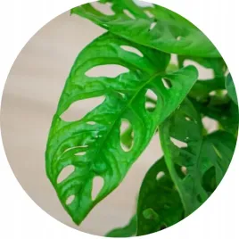 monstera-monkey-mask-xs-dziurawa-przepiekny-kwiat