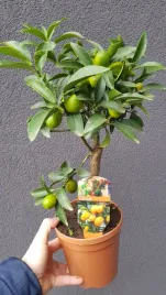 citrus-japonica-kumkwat-cytrus-mandarynka